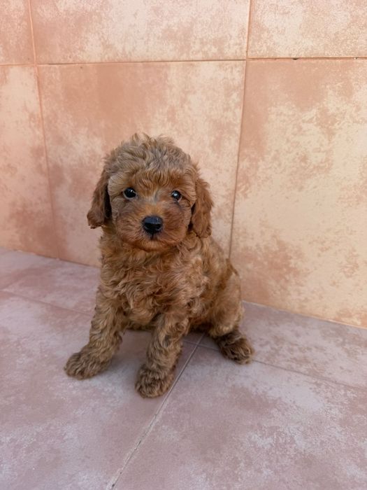 Macho  caniche espetacular