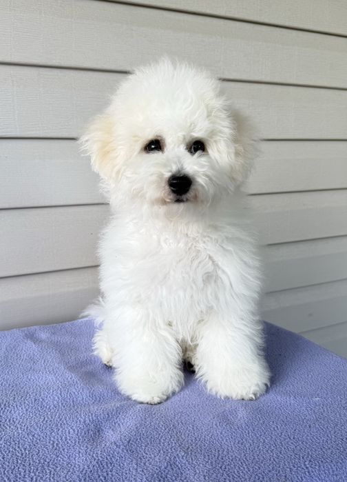 ТЕРМІНОВО Цуценята Бішон фрізе КСУ FCI 10 міс