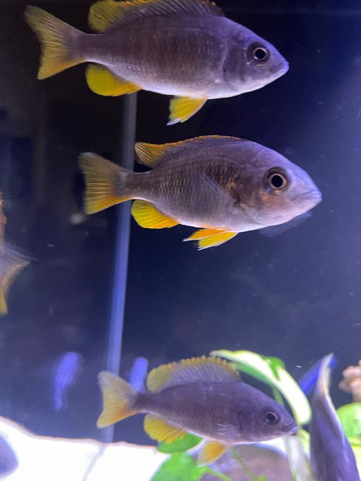 Pyszczaki Malawi borleyi 7-9 cm