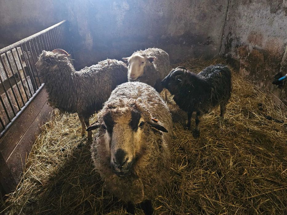 Sprzedam trzy baranki