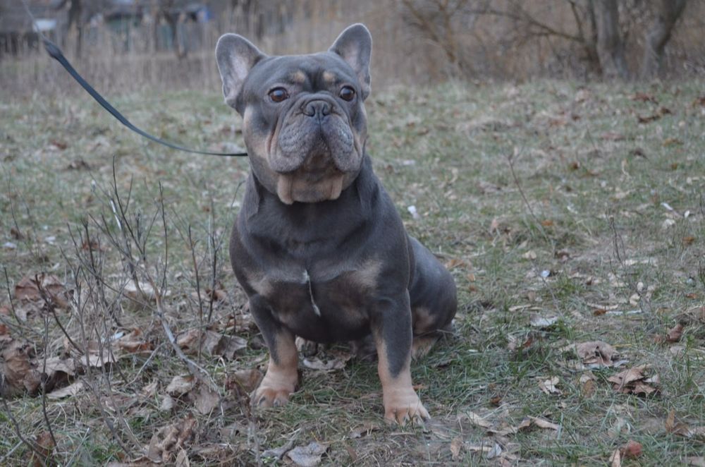Французский бульдог.Вязка.Голубой тан
