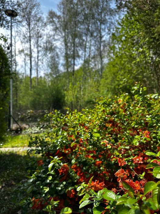 Działka ROD Wolica 400m2