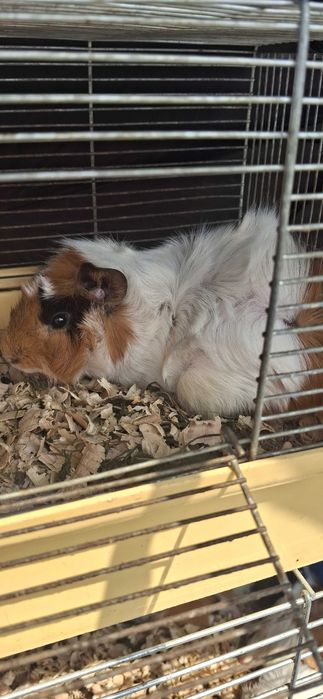 Продаж Морської Свинки