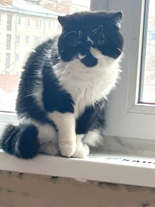 Чорно-біле кохання