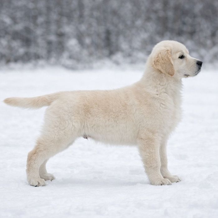 Golden retriever-rezerwacjia