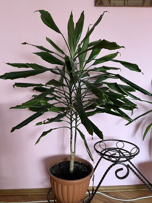 Пальма Панданус