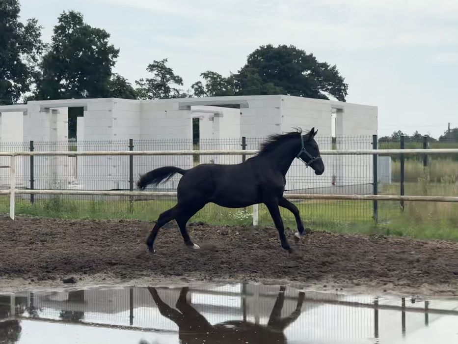 Ogierek Dragon po Parametrze