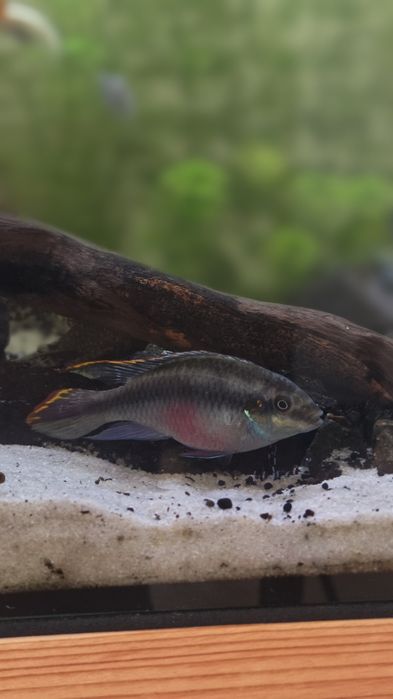 Kribensis Fêmea Adulta – Peixe / Ciclídeo Anão para Aquário