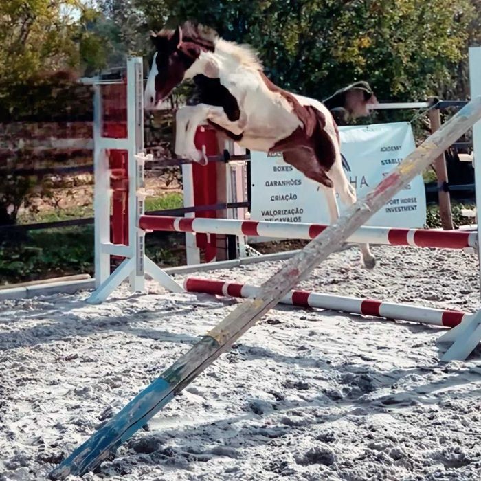 Cobrições de garanhão malhado de saltos de obstáculos com genética 5*