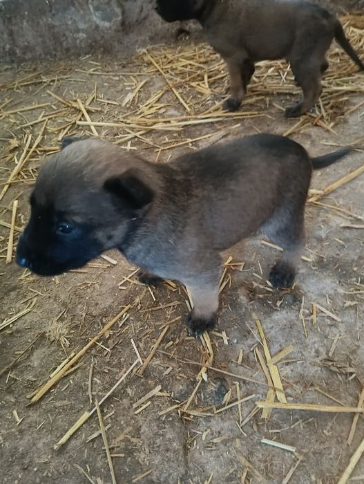 Owczarek belgijski malinois