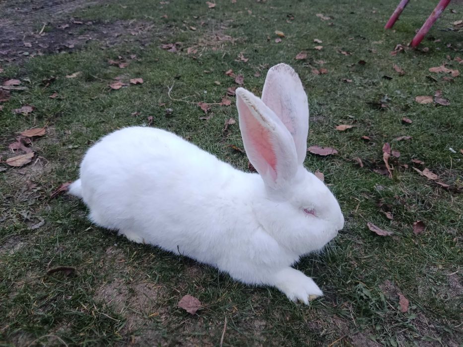 Samiec Olbrzym Belgijski czysta rasą.