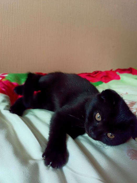 Шотландська кішечка. Висловухе котеня. Котенята.