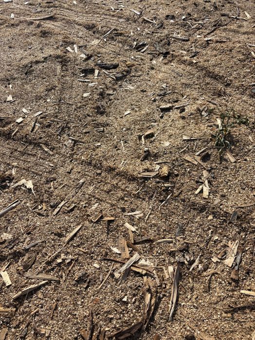 Тирса від дерев твердих порід(дуб, ясен,граб), щепа