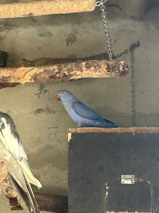 Ring neck femea violeta