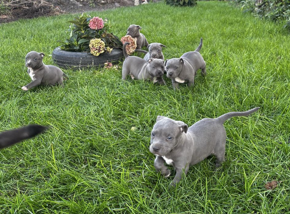 Szczeniak Amstaff
