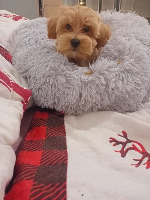 Maltipoo, maltańczyk, pudełek toy  suczka.