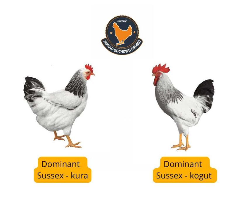 Kury, Kurczęta odchowane