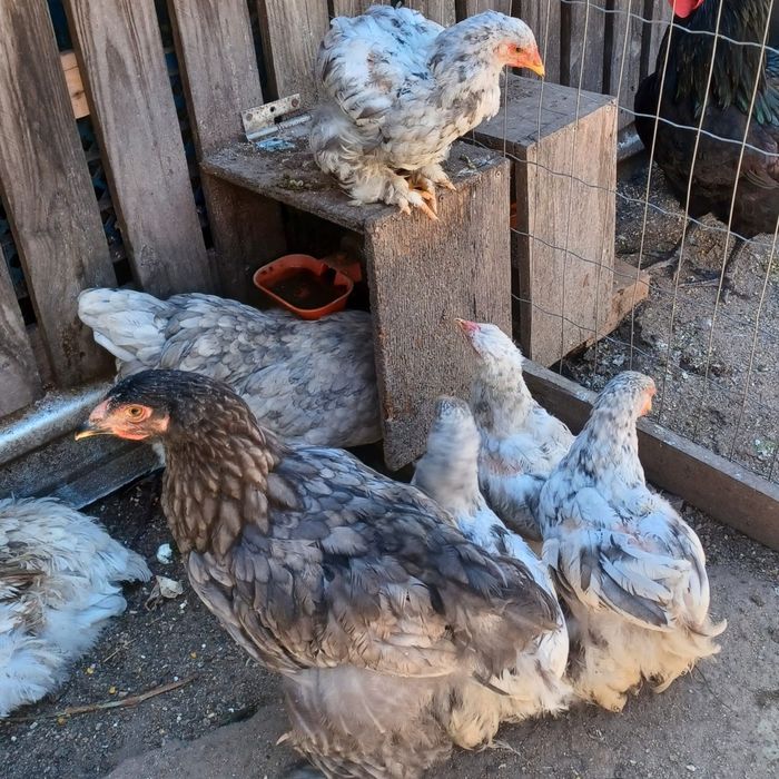 Galitos Brahama mais de 3 meses