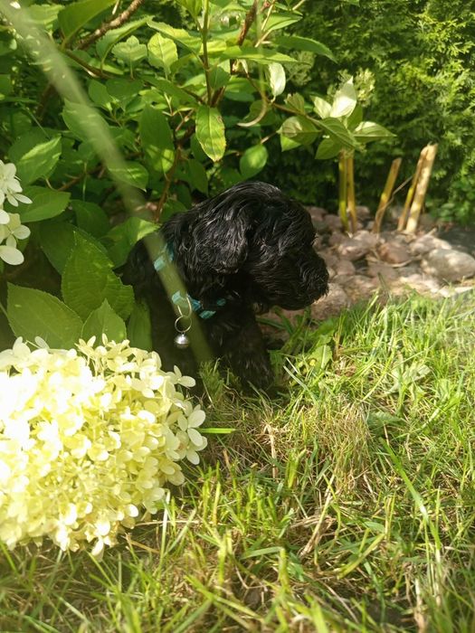 Maltipoo/Hawapoo f1 piękna dziewczynka