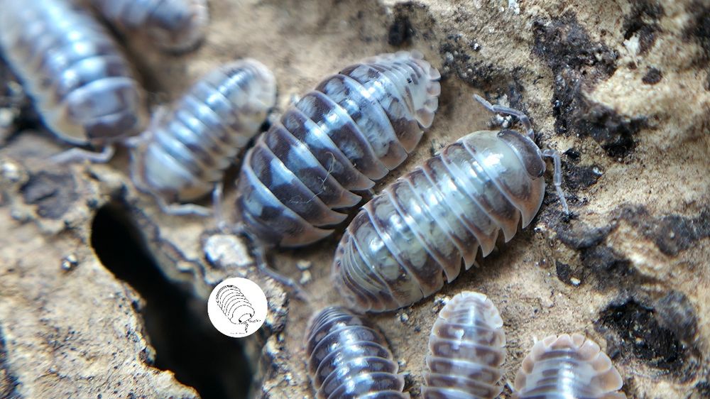 Isopody, prosionki, Armadillidium Klugii Skeleton