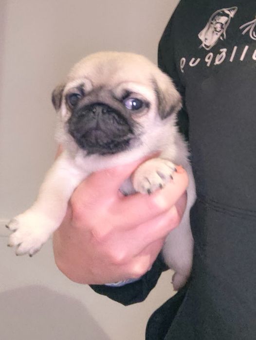 Pug Carlin com Lop