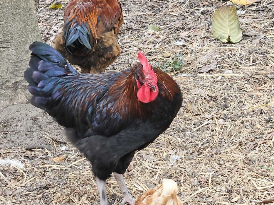 Jovem galo Marans Preto de Camal Cobreado