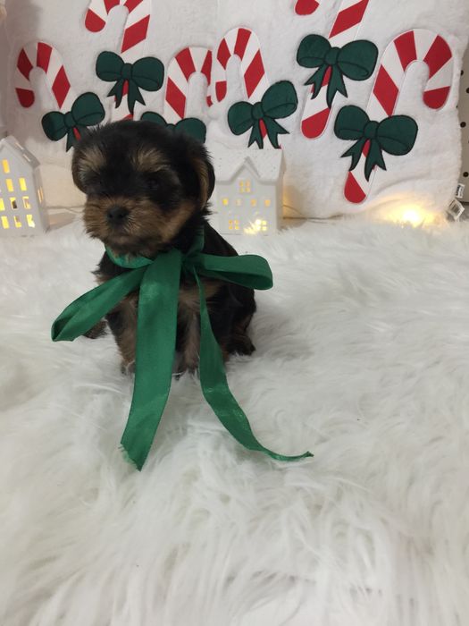 VIP Йорки — Це не просто цуценята  це любов у формі собаки