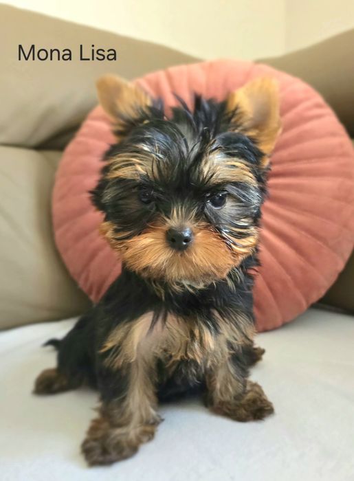 Yorkshire Terrier z rodowodem FCI