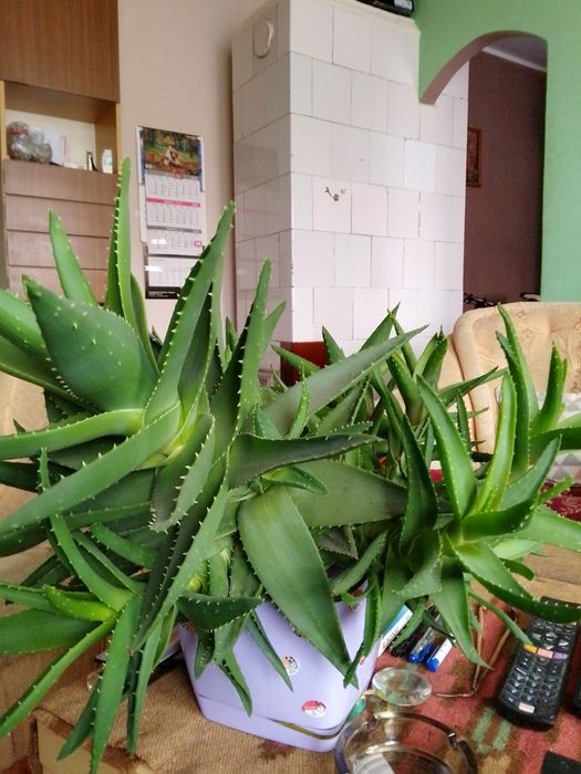 Aloes leczniczo-kosmetyczny.