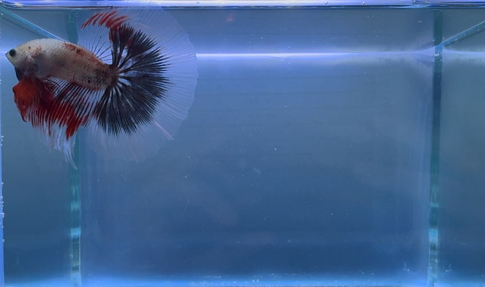 Macho Betta Red Marble Halfmoon