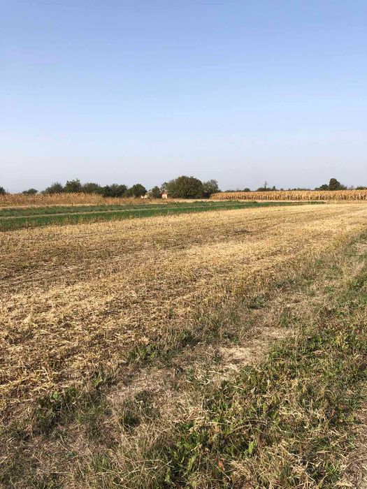 (3) Продам земельну ділянку в Писарівці 1736