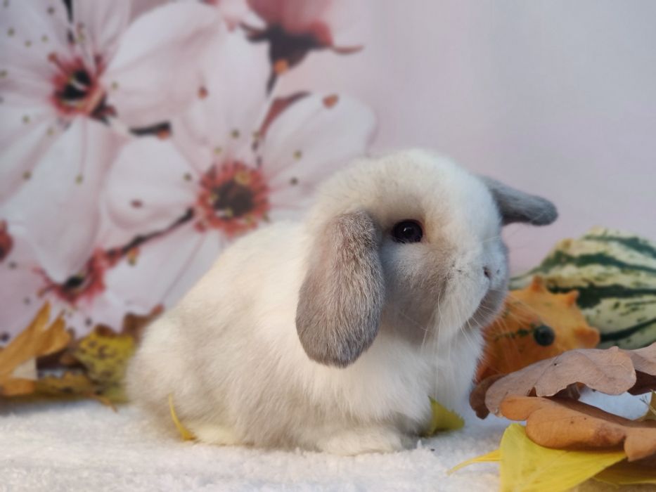 Mini Lop. Urocze króliczki domowe.
