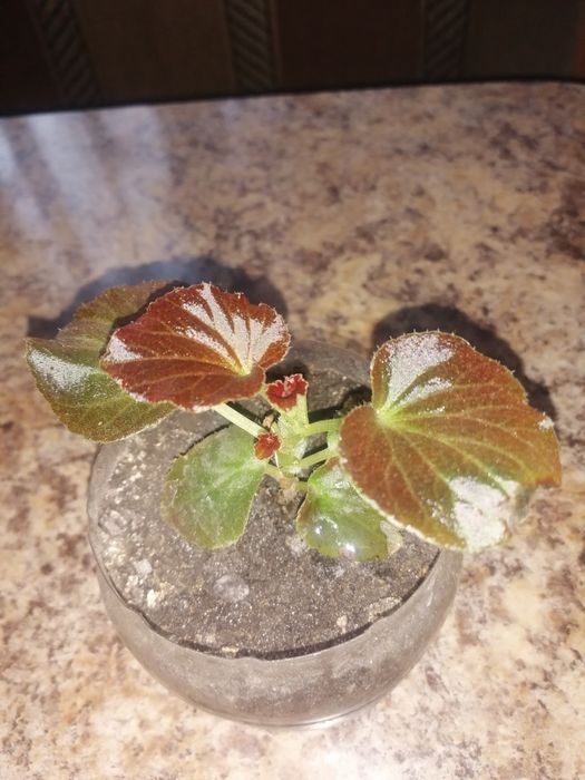 Бегонії і різні кімнатні квіти