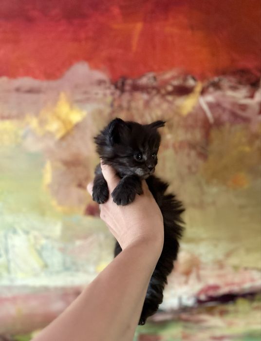 Kocurek czarny dymny Maine Coon