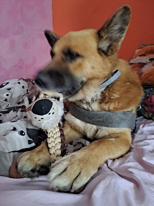 Niktnas nie chce. Dzeki i Dino ;(