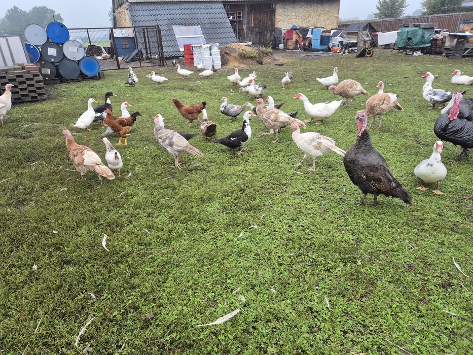 Drób z naturalnych lęgów