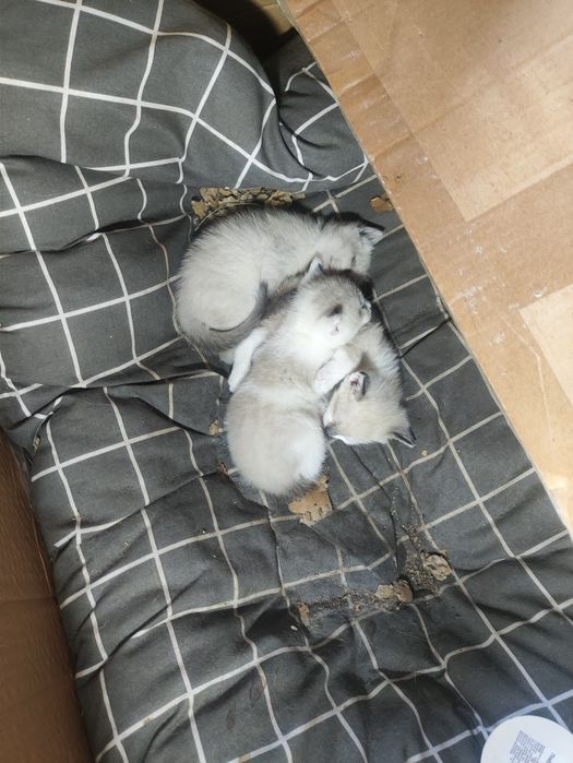 Котята в добрі руки