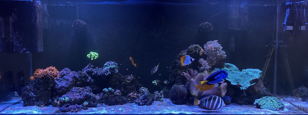 Akwarium morskie 450 litro