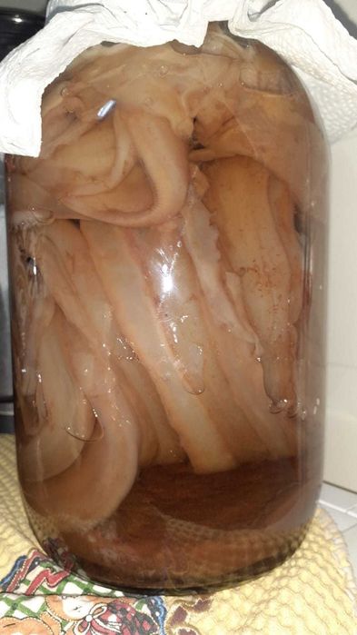 Tenho Kombucha para doar.