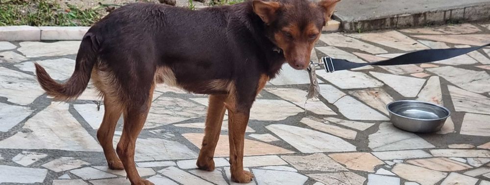 Cão para adoção- Brownie