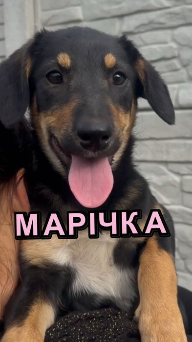 Собачки безкоштовно