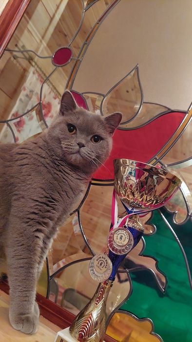 Kocurek brytyjski krótkowłosy liliowy po utytułowanych rodzicach !