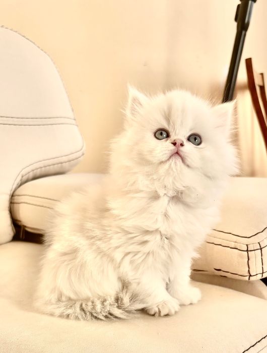 Кошеня британське довгошерстне.