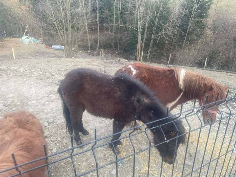 Witam sprzedam kucyka