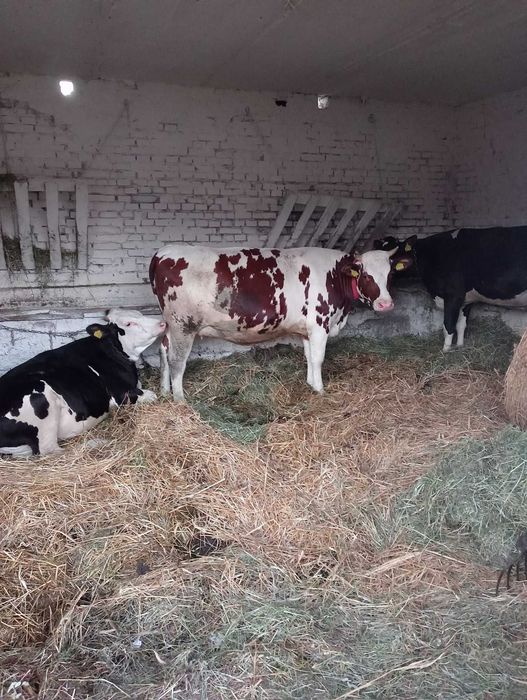 Jałówka wysokocielna biało czerwona