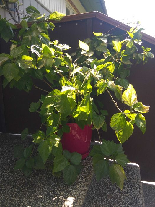 Китайська роза гібіскус