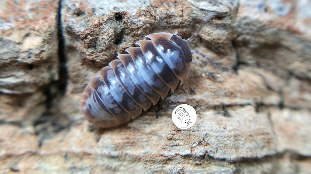 Isopody, prosionki, Armadillidium Klugii Skeleton