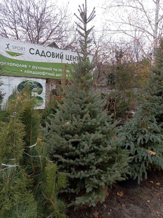 Голубые ели. Крымские сосны. Крупномеры. Сорт Глаука, сербская. Дешево