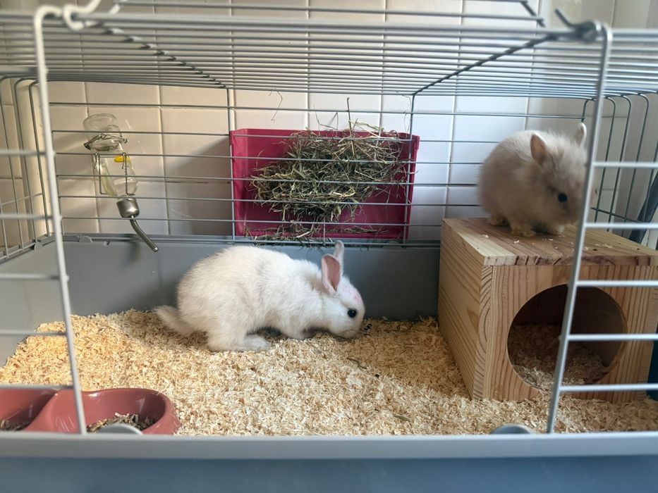 Vende-se dois coelhos machos filhotes
