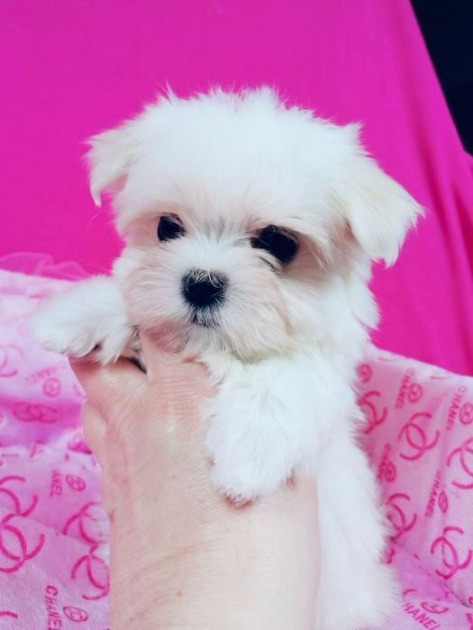 Maltańczyk suczka z rodowodem Maltańczyki